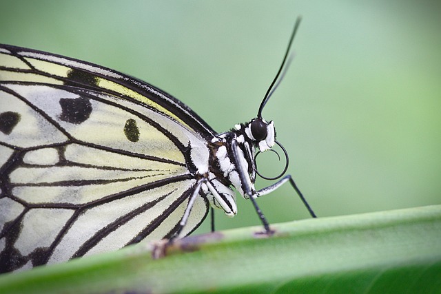 antenna